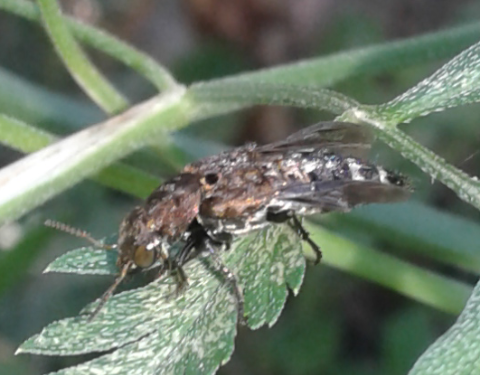 Staphylinidae : quale Ontholestes? Ontholestes murinus